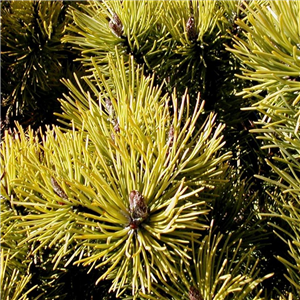 Pinus Mugo 'Carsten'